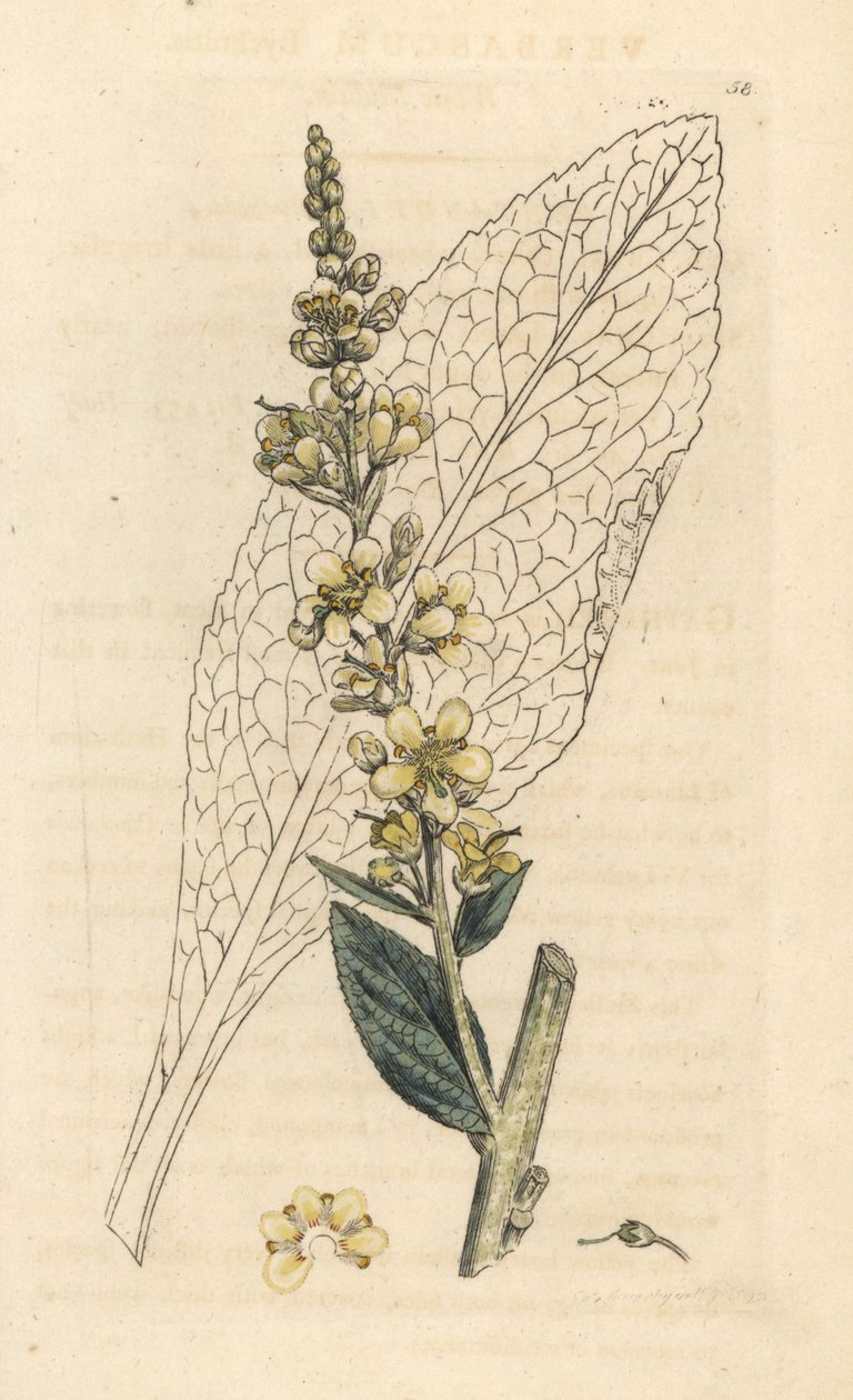 White Mullein, Verbasum lychnitis by James Sowerby