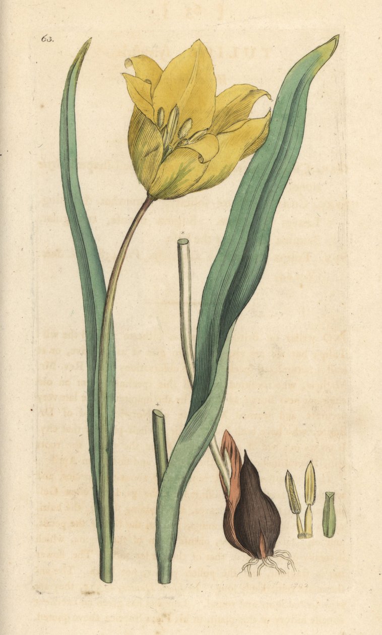 Wild tulip, Tulipa sylvestris by James Sowerby