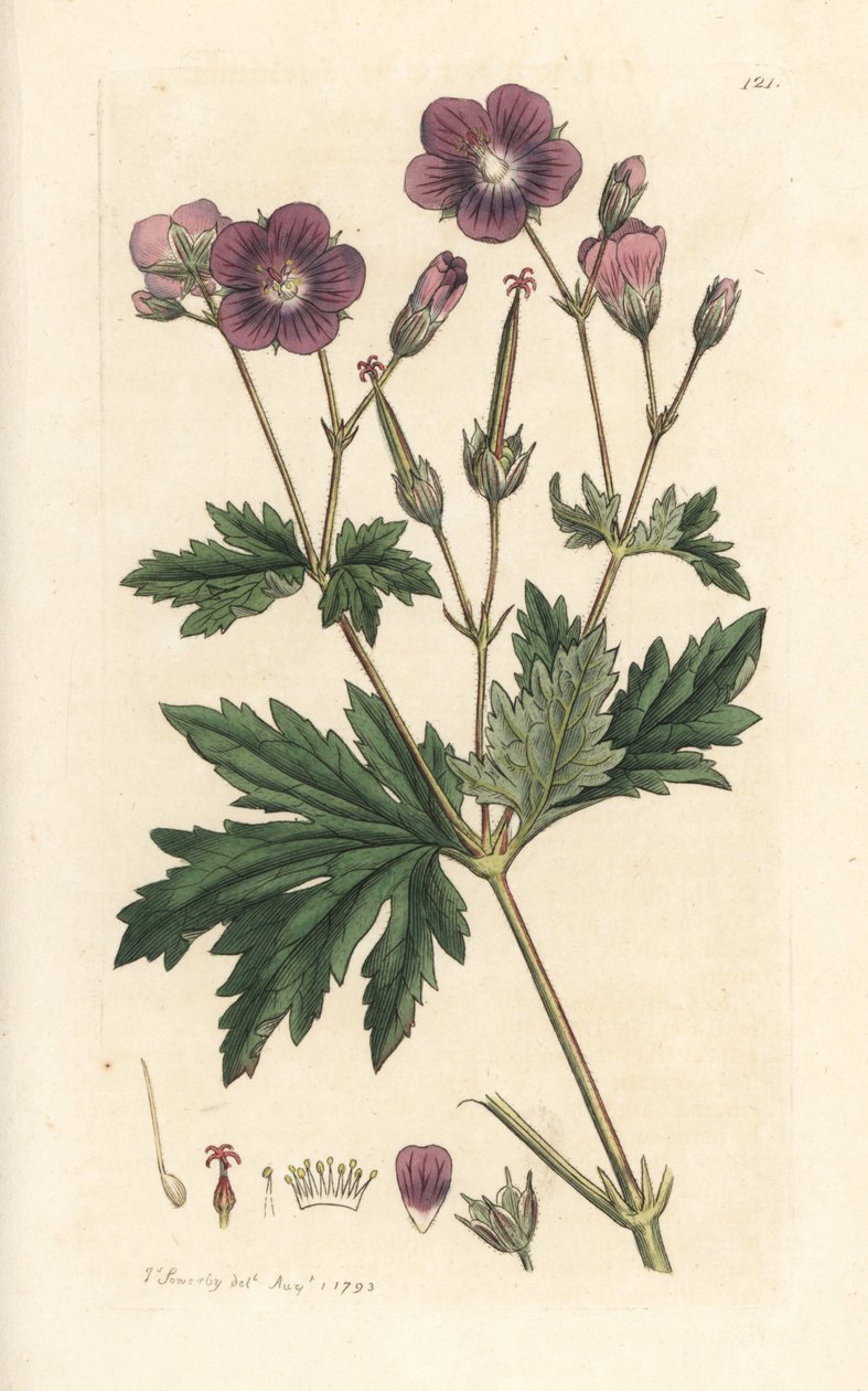 Wood Cranesbill or Woodland Geranium, Geranium sylvatium by James Sowerby