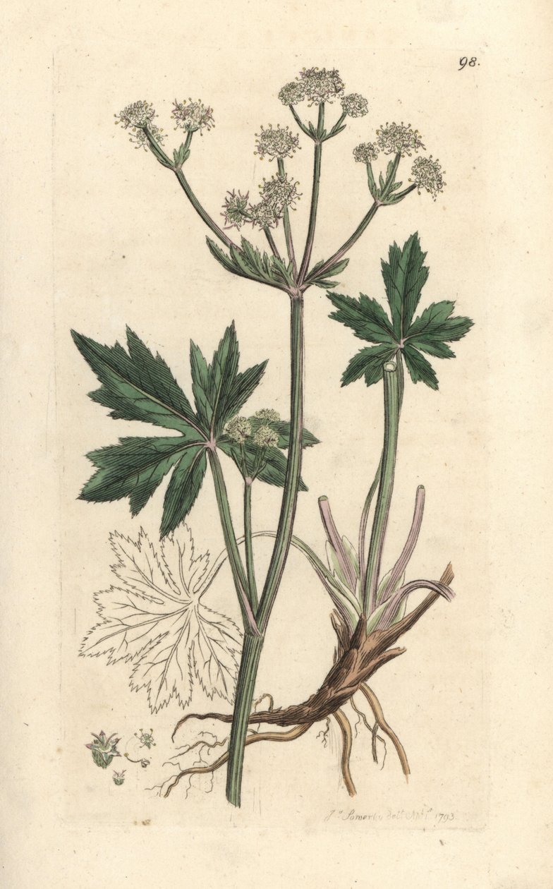 Wood Sanicle, Sanicula europaea (Handcoloured copperplate engraving) by James Sowerby