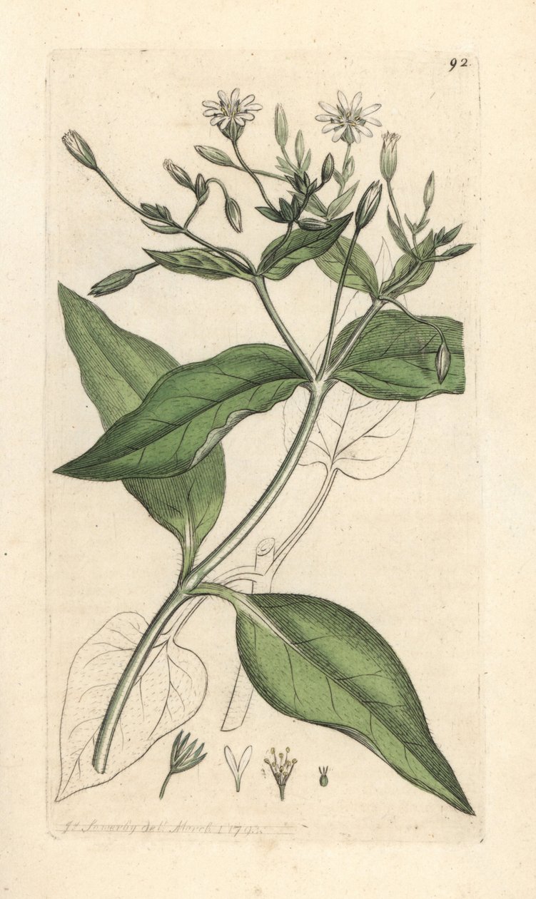 Wood stichwort, Stellaria nemorum by James Sowerby