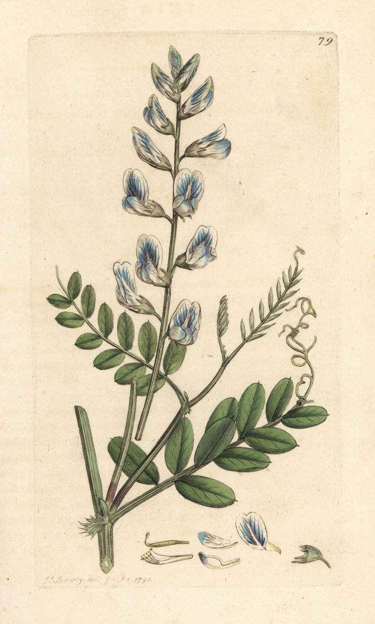 Wood Vetch by James Sowerby