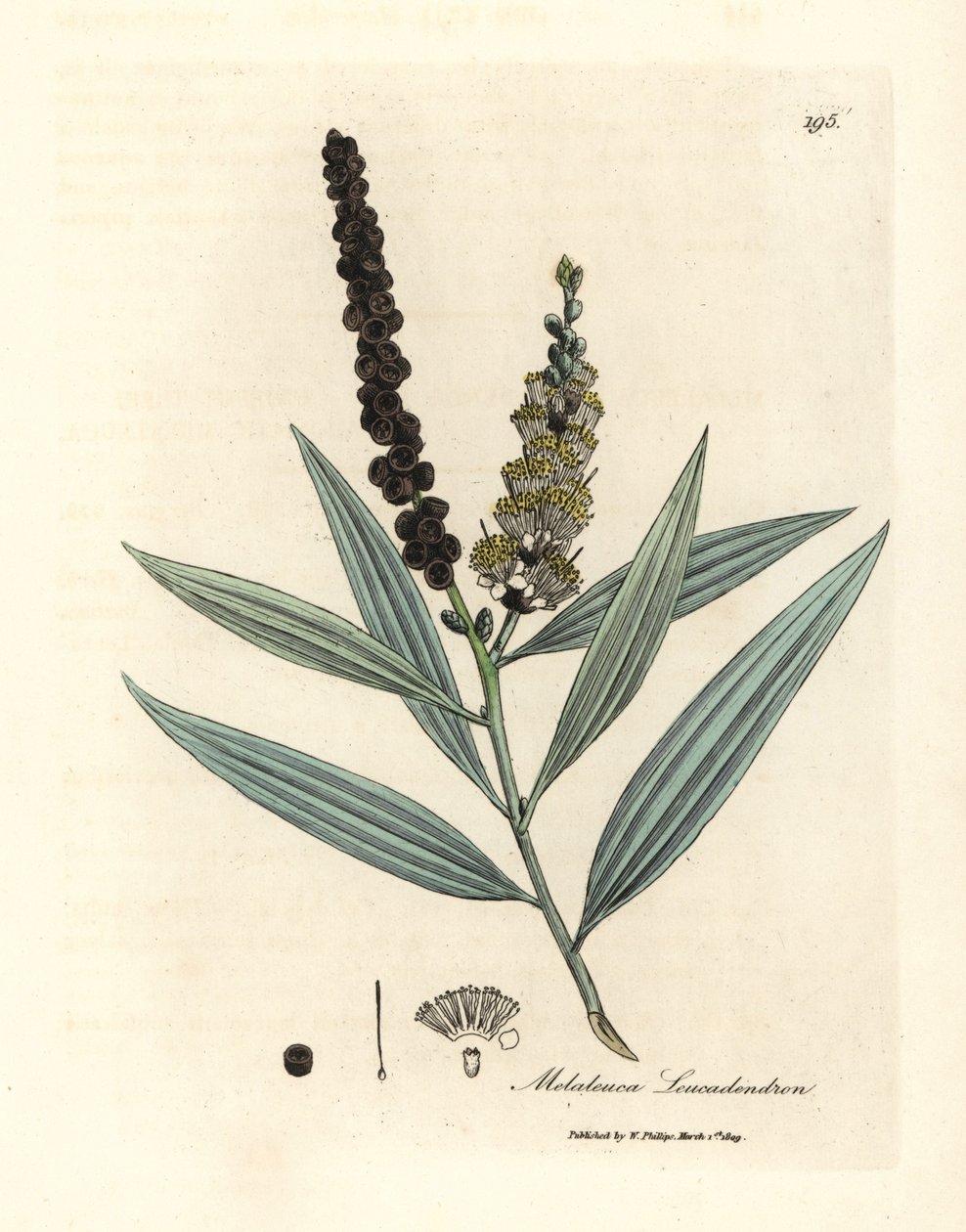 Yellow Flowered Cajeput Tree, Melaleuca leucadendron by James Sowerby