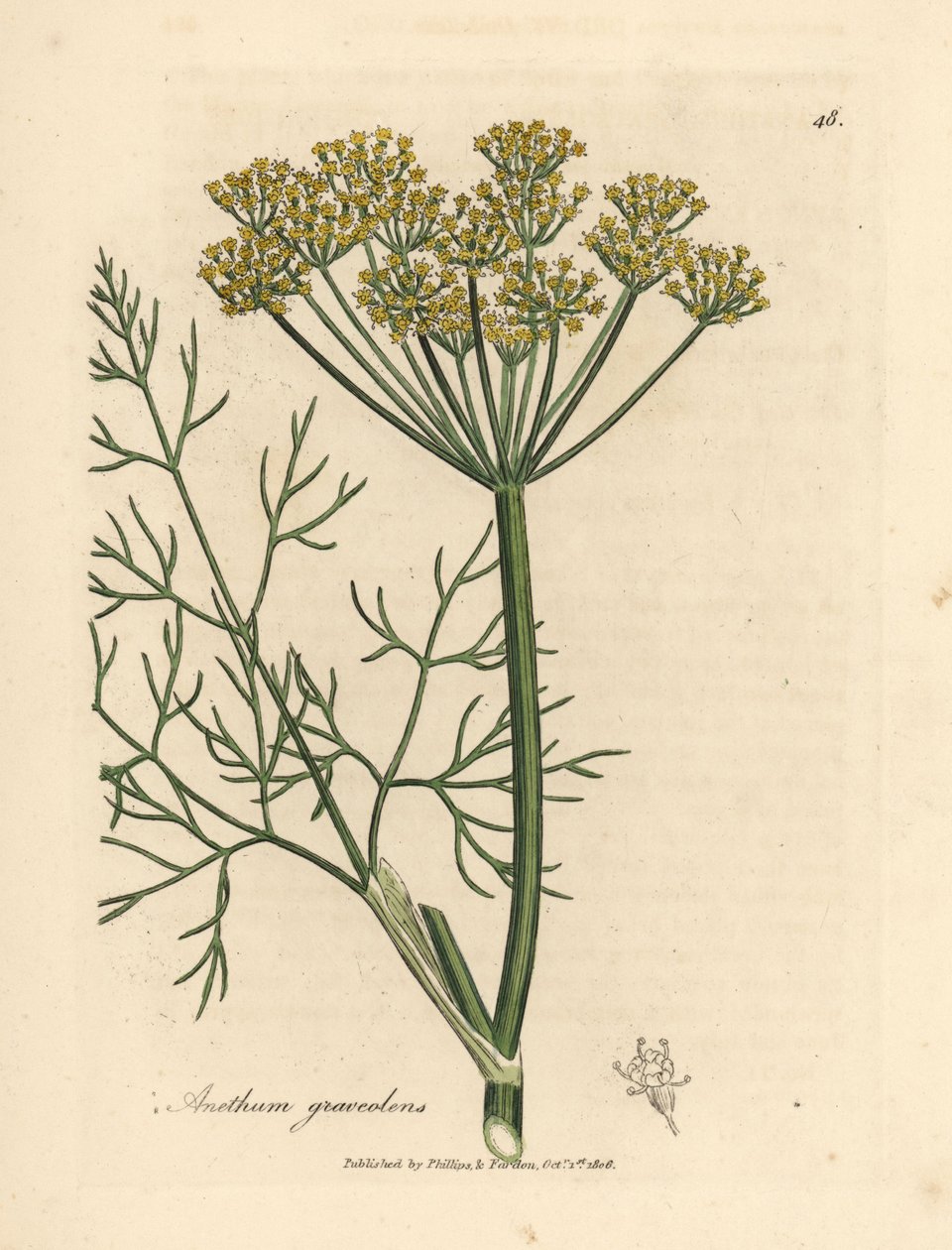 Yellow flowered dill, Anethum graveolens by James Sowerby