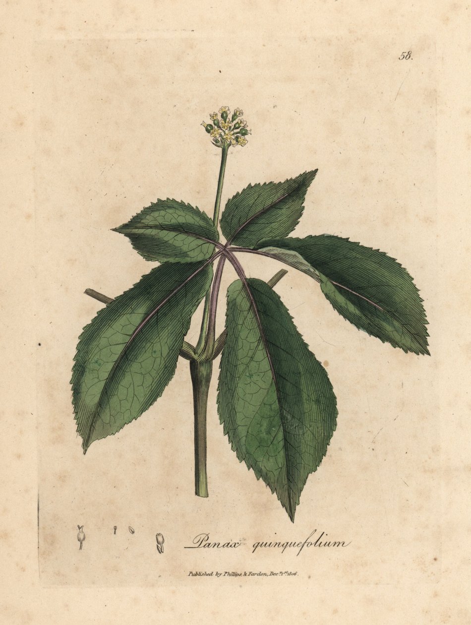 Yellow Flowered Ginseng Plant by James Sowerby