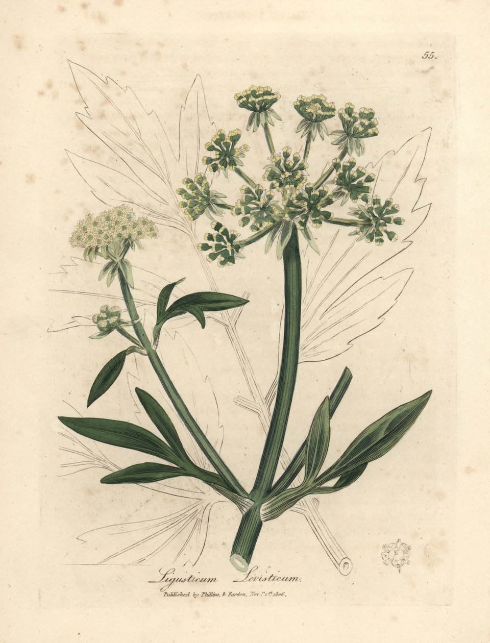 Yellow flowered lovage, Ligusticum levisticum by James Sowerby