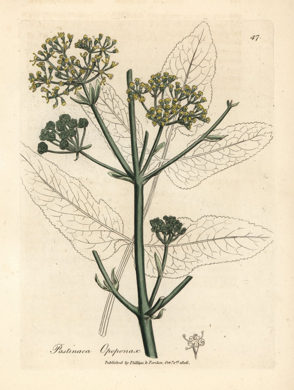 Yellow Flowered Opopanax or Rough Parsnep by James Sowerby