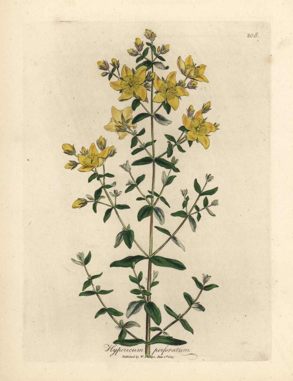 Yellow flowered perforated St. John