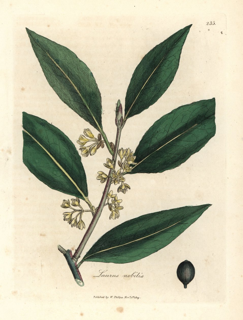 Yellow Flowered Sweet Bay Leaves, Laurus nobilis by James Sowerby