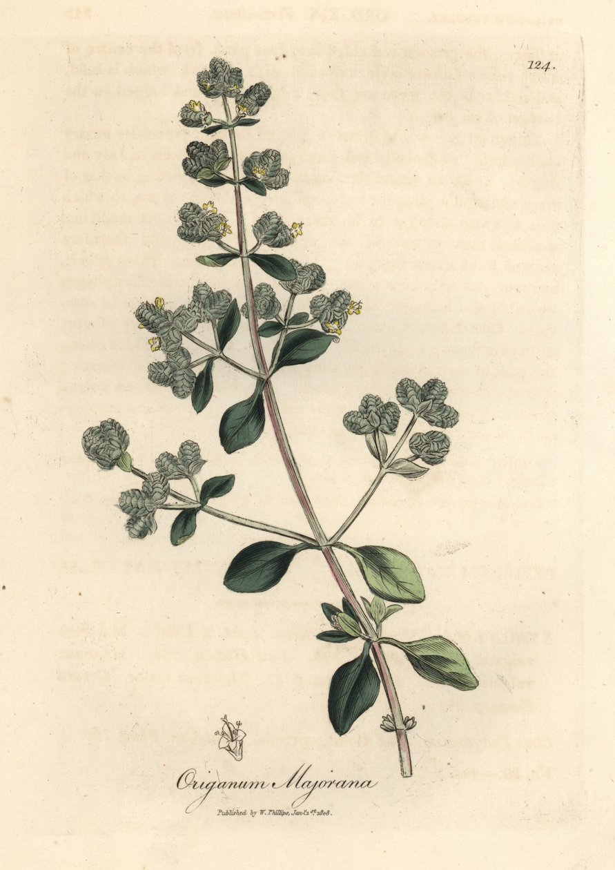 Yellow flowered sweet marjoram, Origanum majorana by James Sowerby