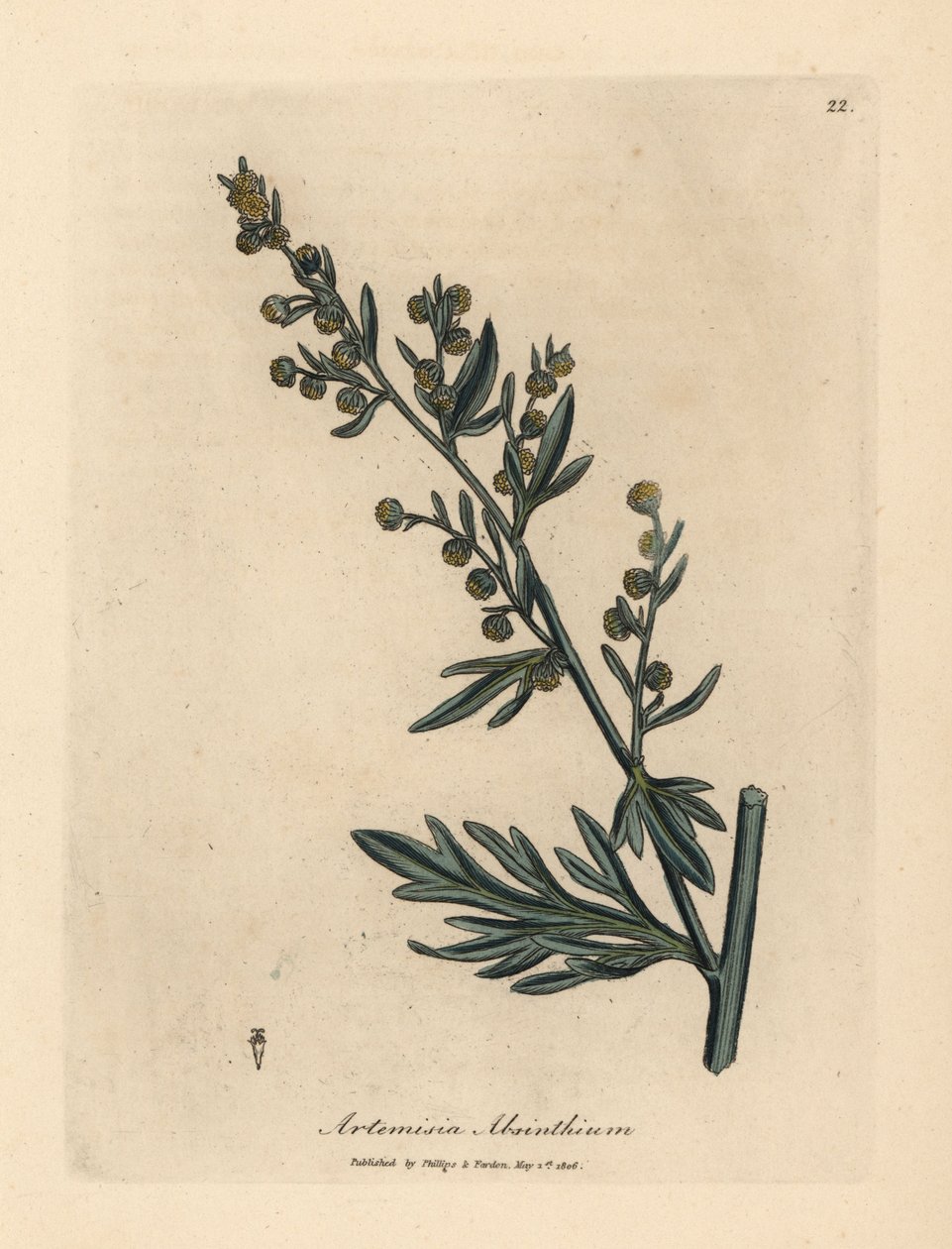 Yellow flowered wormwood, Artemisia absinthium by James Sowerby