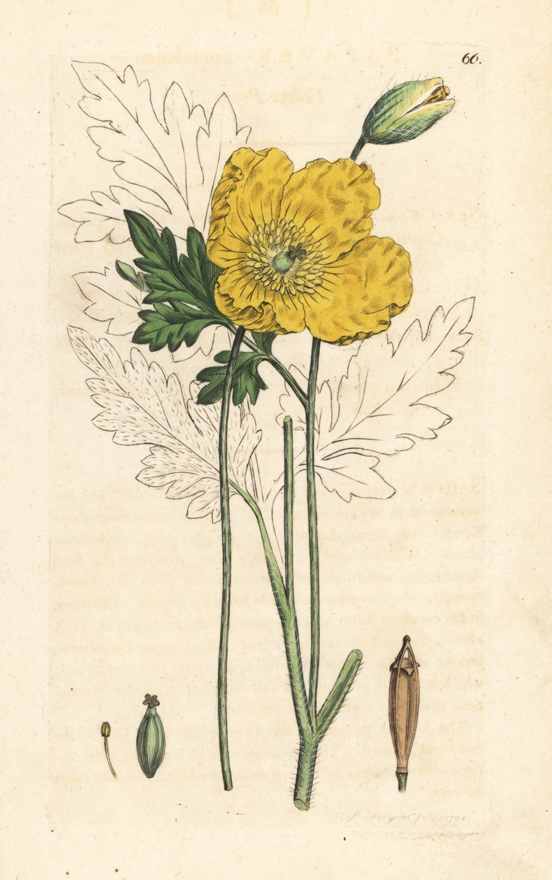Yellow or Welsh Poppy, Papaver Cambricum (Yellow Poppy) by James Sowerby