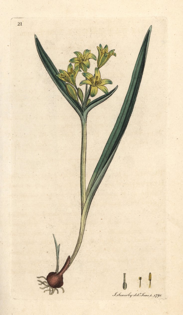 Yellow Star of Bethlehem, Gagea Lutea (Ornithogalum Luteum) (Gagee Jaune) by James Sowerby