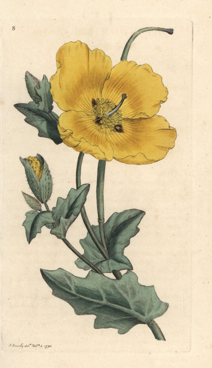 Yellowhorn Poppy, Glaucium flavum by James Sowerby