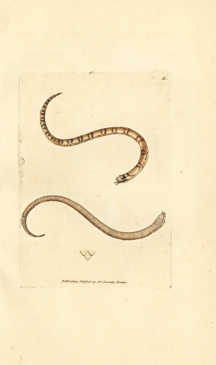 Young smooth snake, Coronella austriaca by James Sowerby