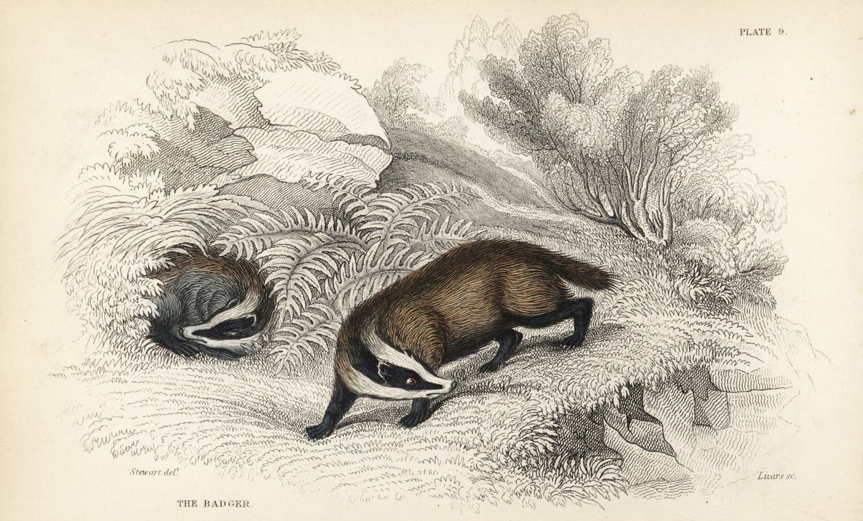 European Badger, Meles Meles, Handcoloured Steel Engraving by James Stewart