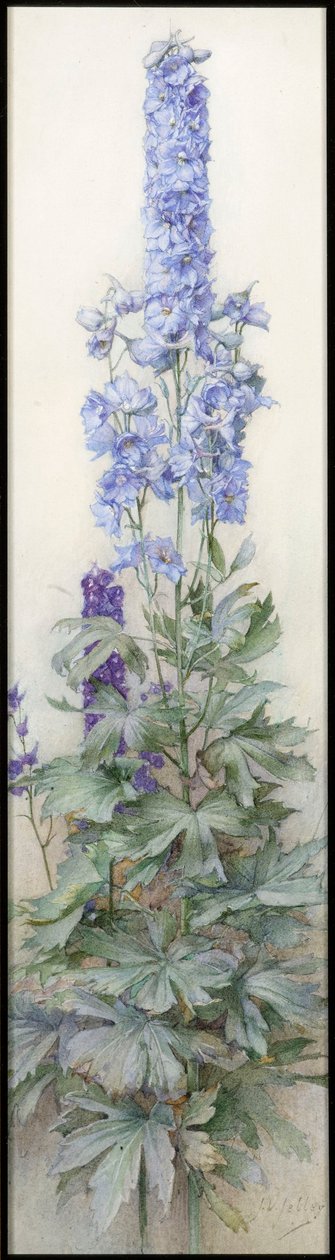 Delphiniums, c.1920 by James Valentine Jelley