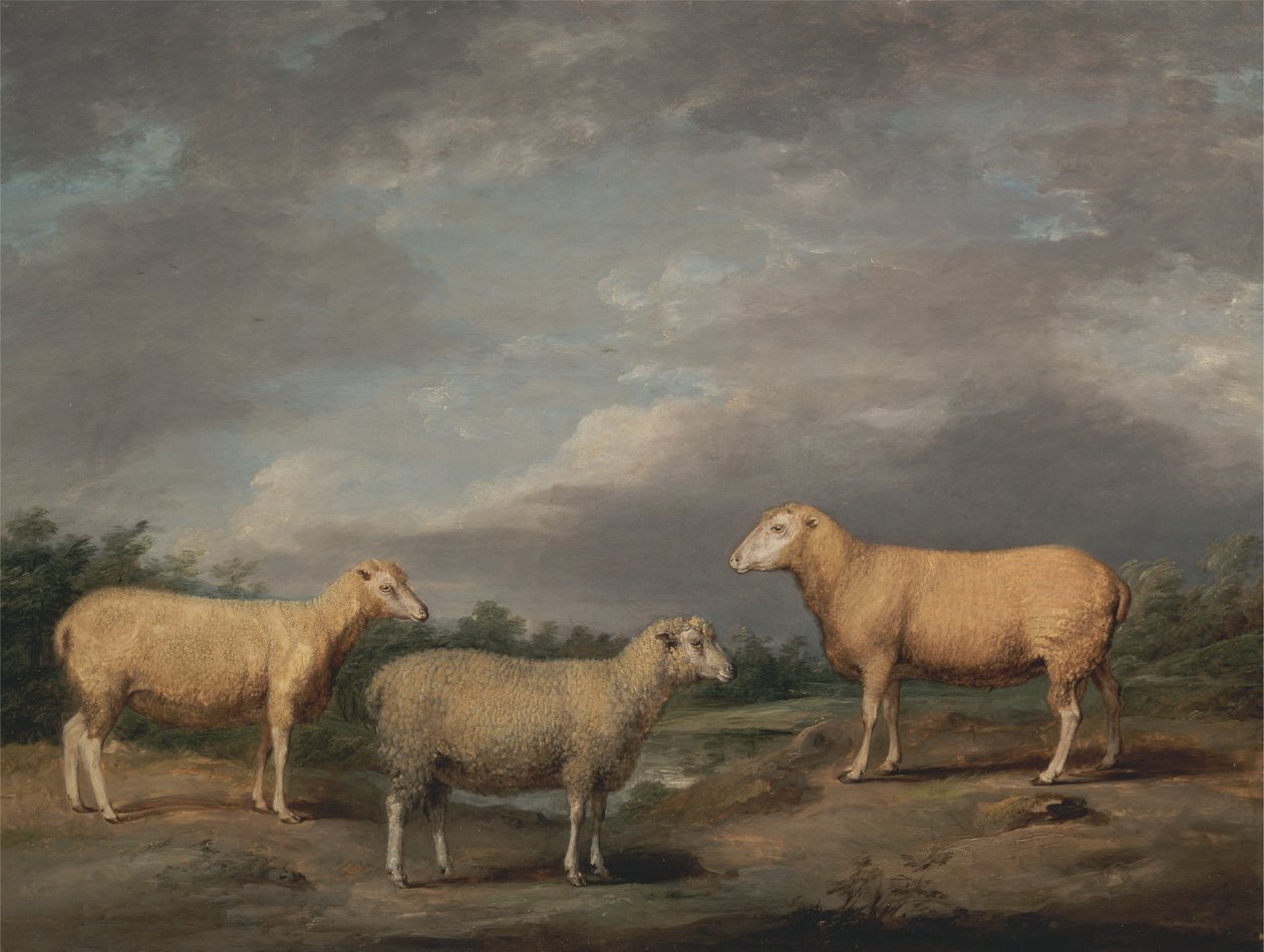 Ryelands Sheep, the King