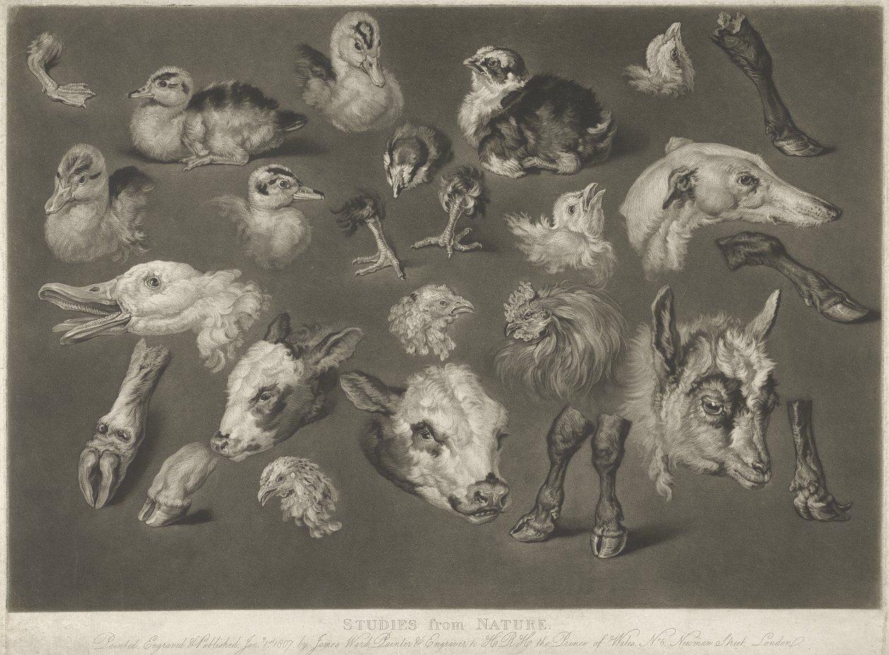 Studies from Nature by James Ward