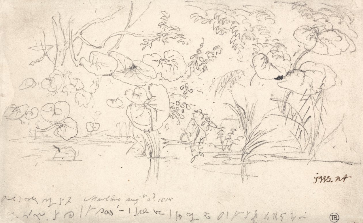 Studies of Plants, August 2, 1815 by James Ward