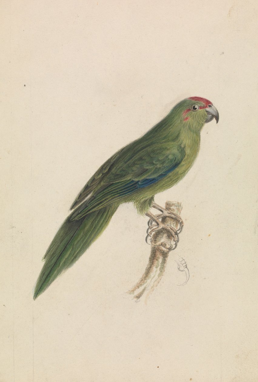 A Parrot by James de Carle Sowerby