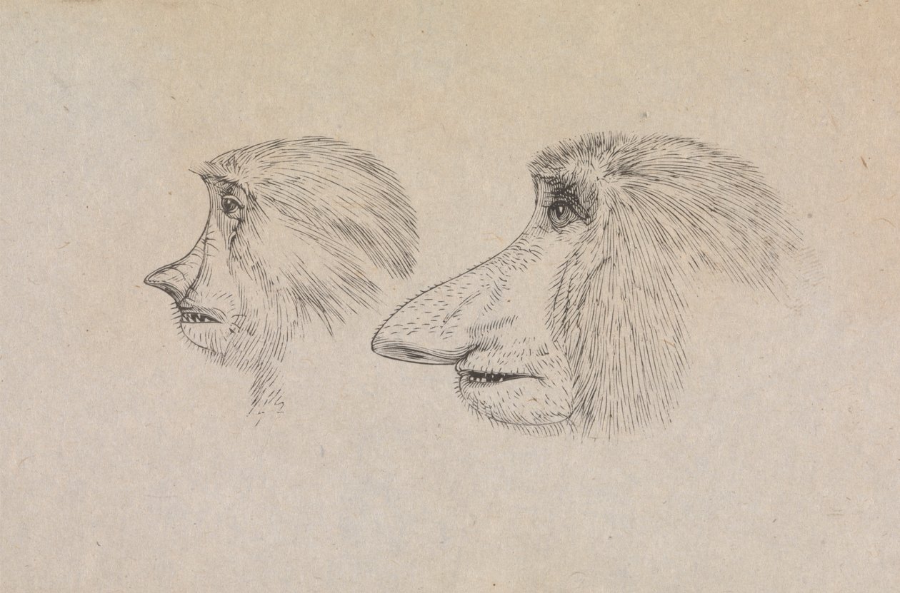 Heads of Two Proboscis Monkeys by James de Carle Sowerby