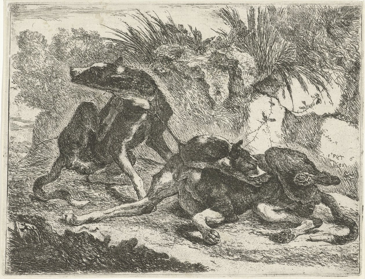Two Dogs by Jan Fyt