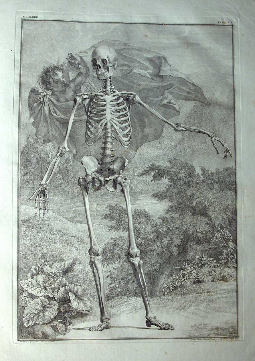 Skeleton, Illustration from 