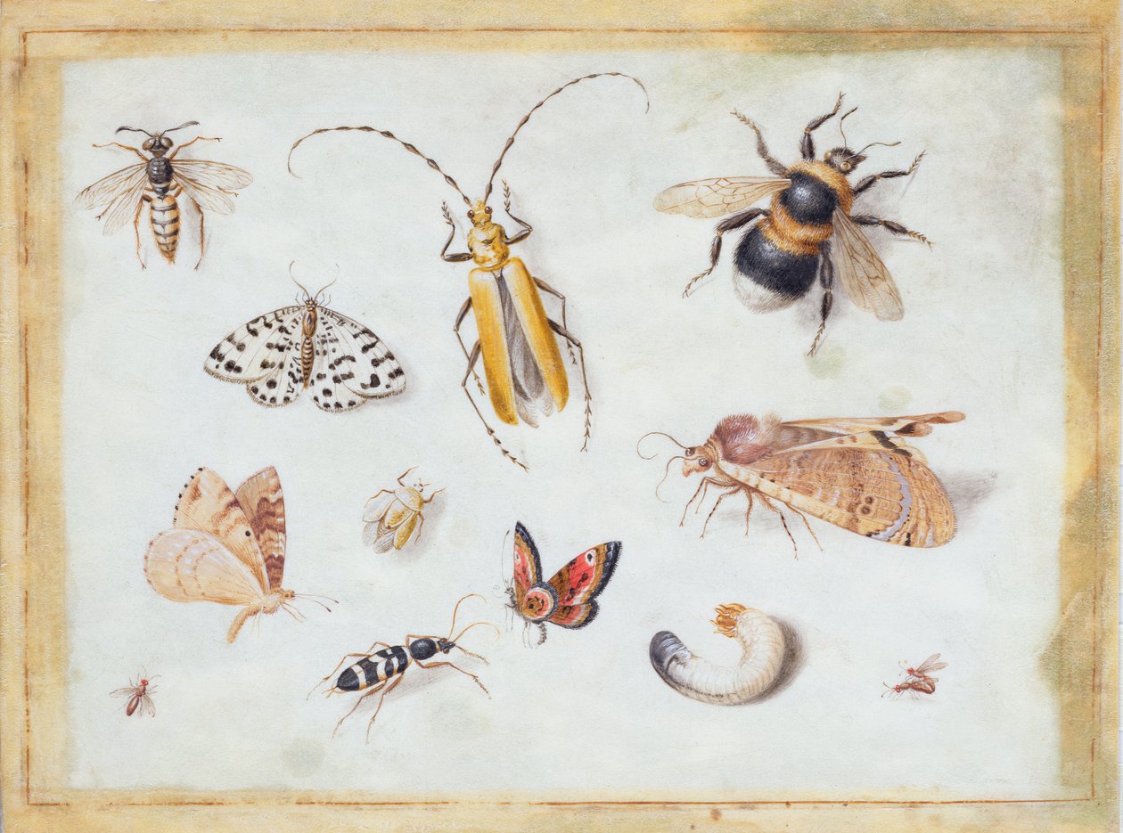 A Study of Butterflies and other Insects by Jan van Kessel the Elder