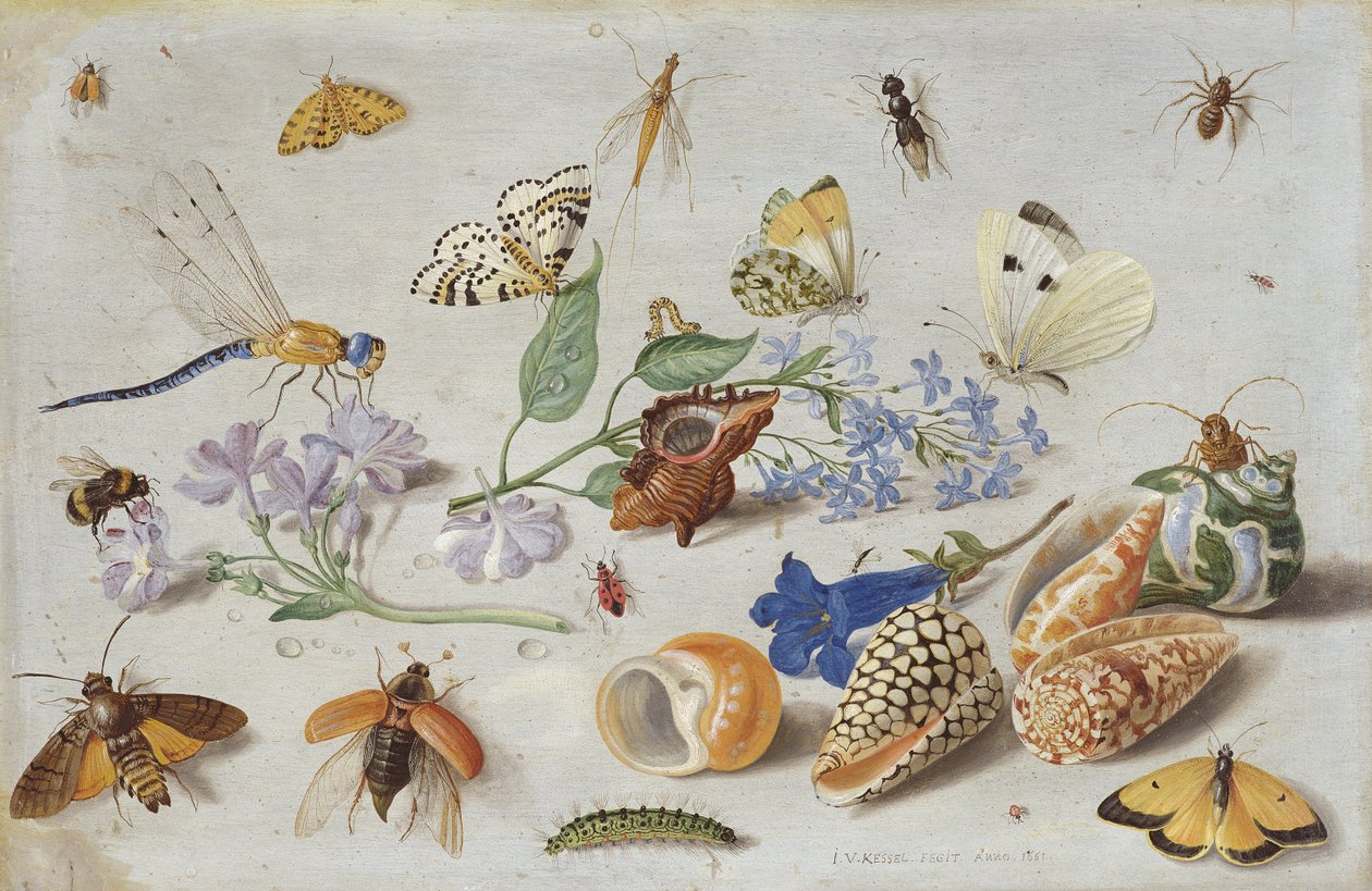 Butterflies and other Insects by Jan van Kessel the Elder