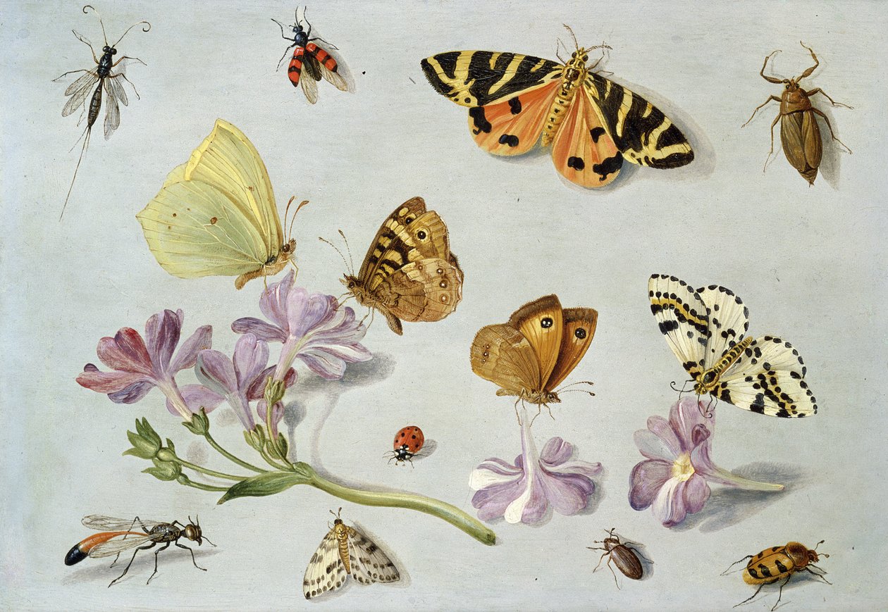 Butterflies, moths and other insects with a sprig of periwinkle by Jan van Kessel the Elder