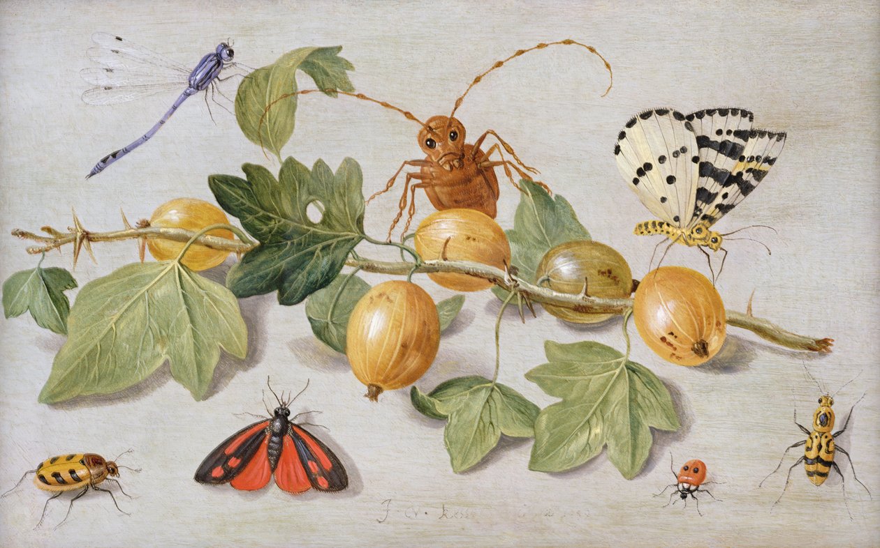 Still life of branch of gooseberries, with a butterfly, moth, damsel fly and other insects by Jan van Kessel the Elder