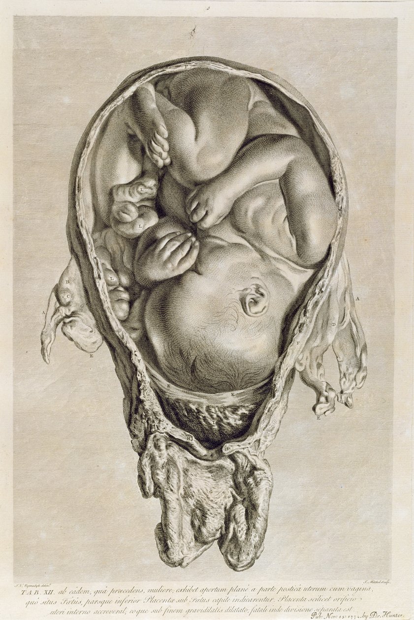 Anatomical drawing of a foetus in the womb, engraved by Francois Simon Ravenet (1706-74) pub. 1774 by Jan van Rymsdyk
