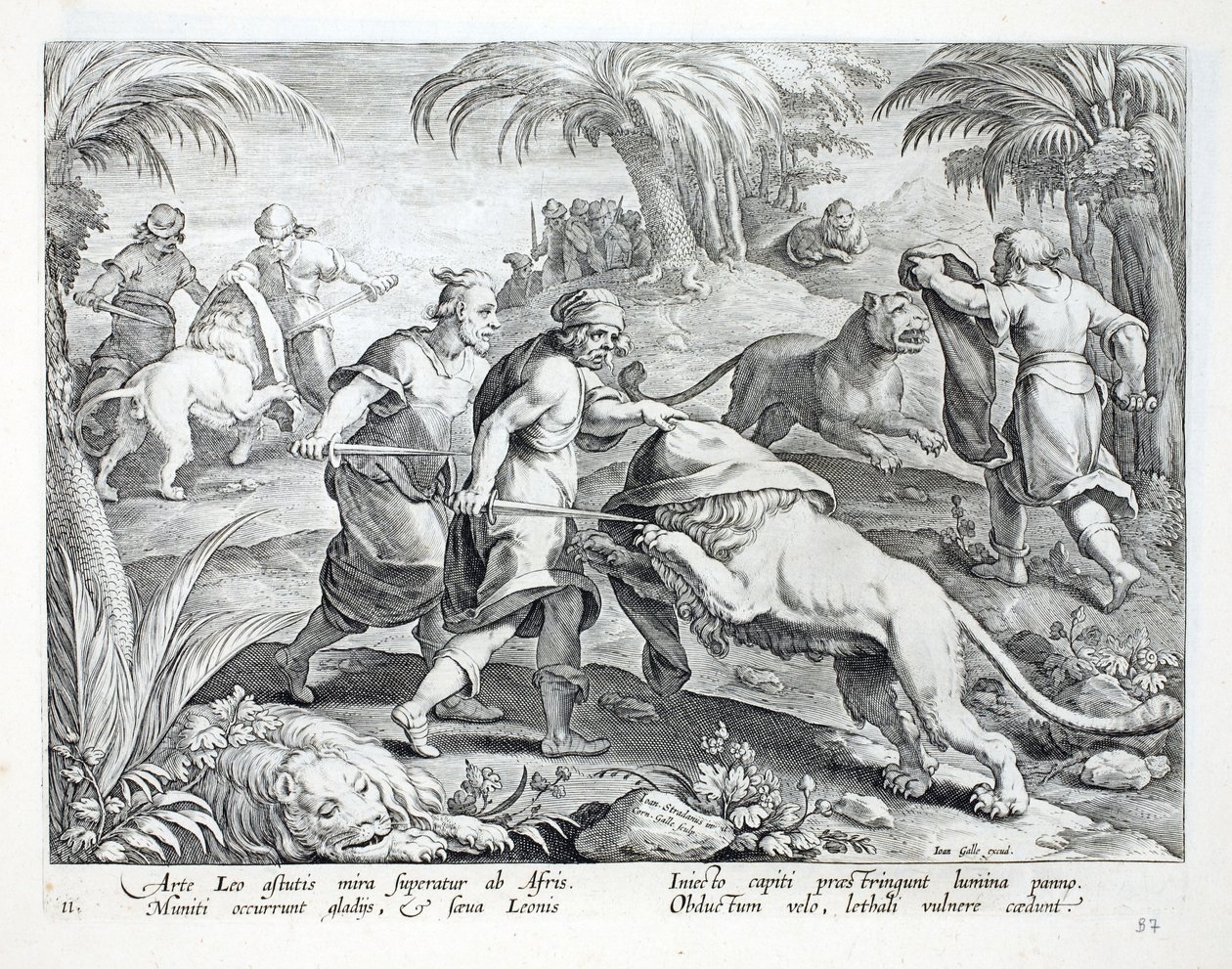 Africans hunt lions by covering their heads, then piercing them with a deadly wound, illustration from 