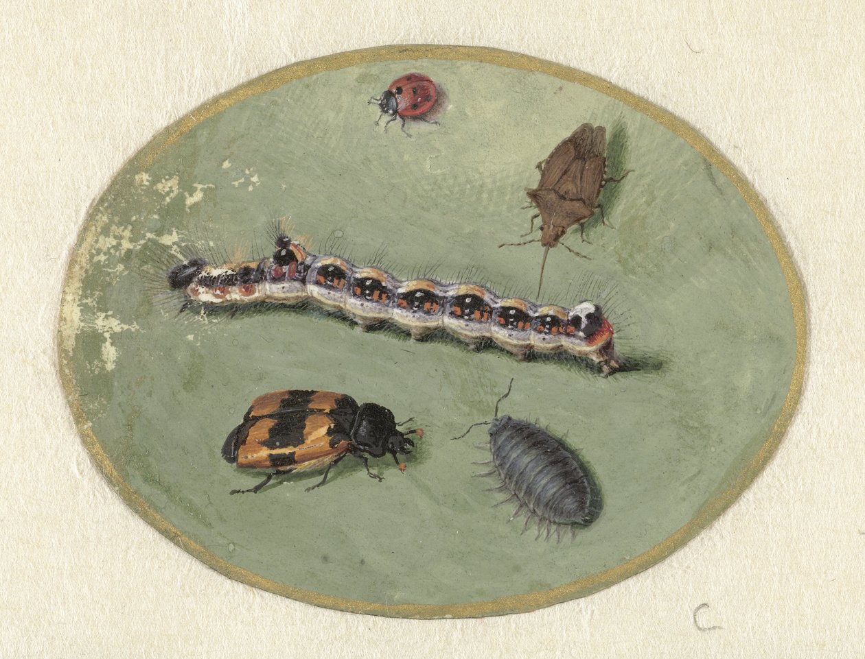 Ladybug, Caterpillar, Woodlouse, and Two Beetles (Animals) by Jan Augustin van der Goes