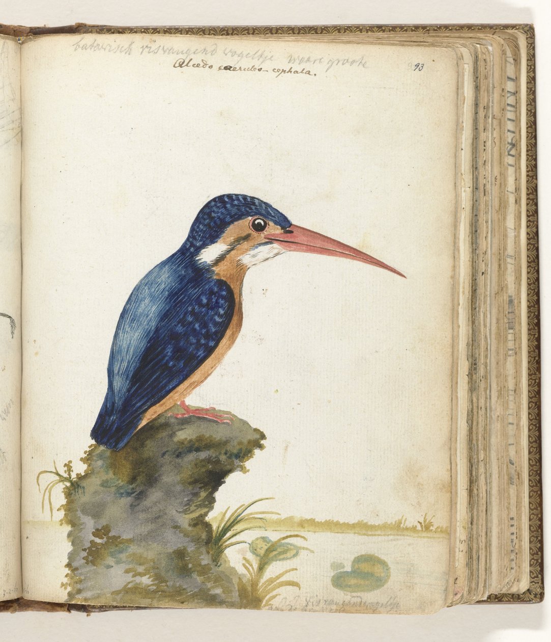Blue-eared Kingfisher by Jan Brandes