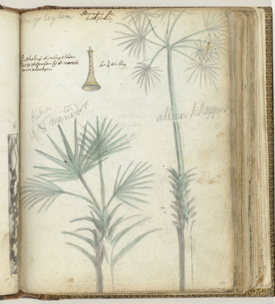 Tree in Ceylon. Singalese Shawm by Jan Brandes
