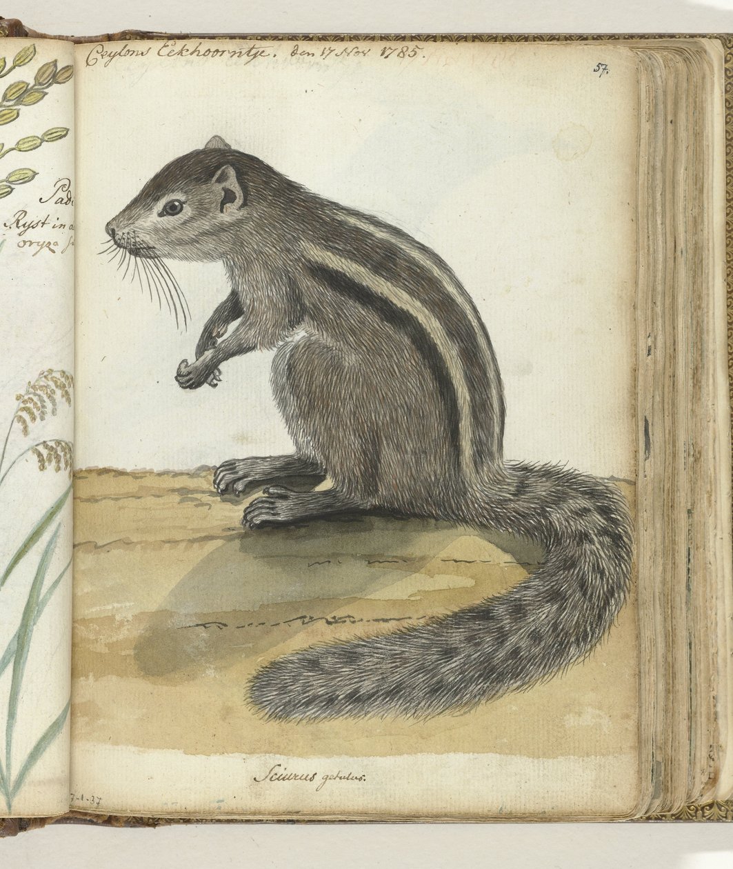 Ceylon Squirrel by Jan Brandes