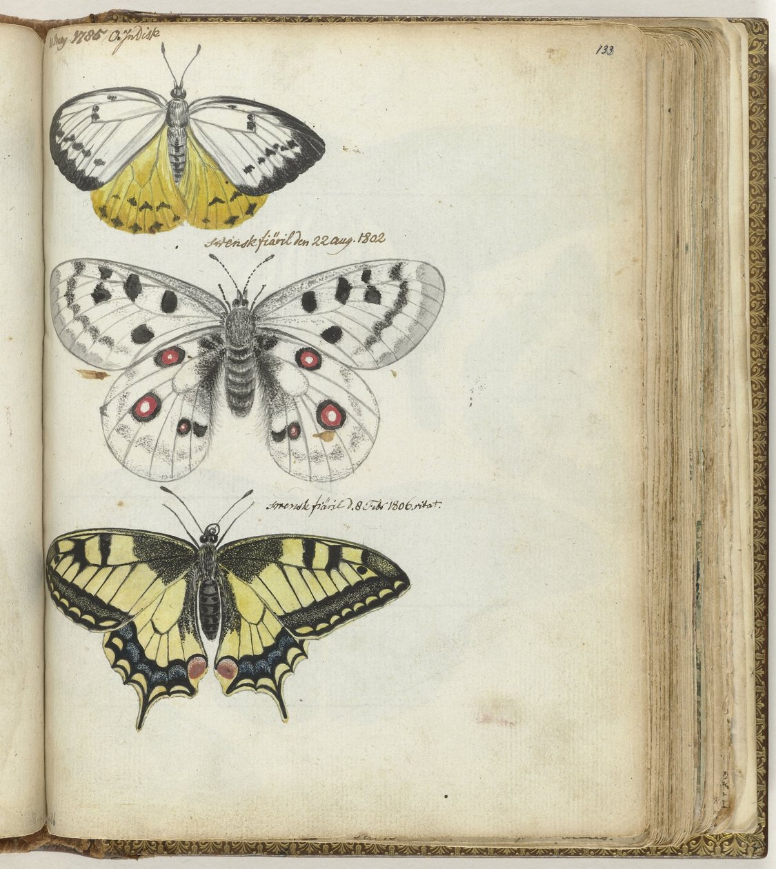 Indian Butterfly and Swedish Butterflies by Jan Brandes
