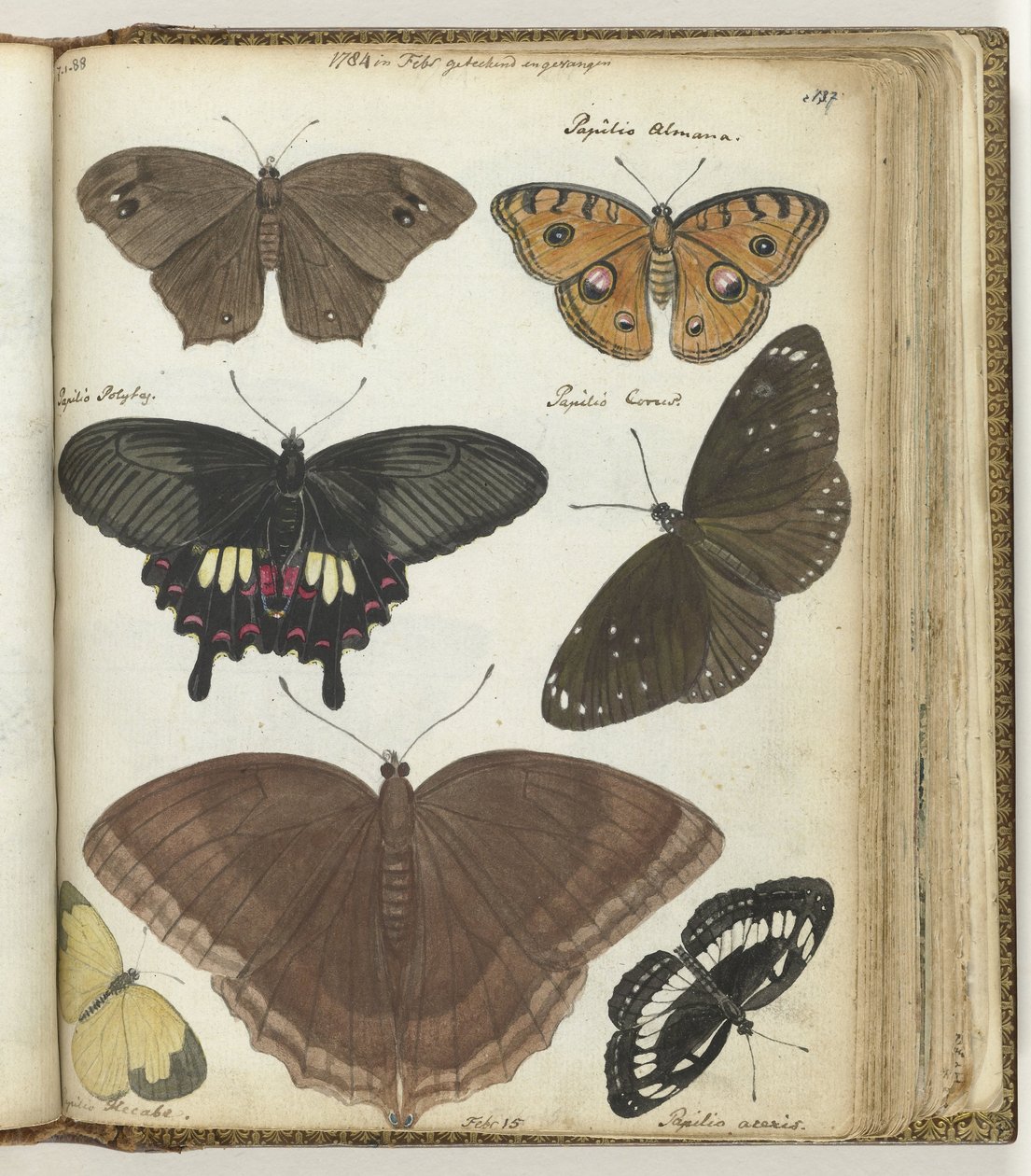 Indian Butterflies by Jan Brandes
