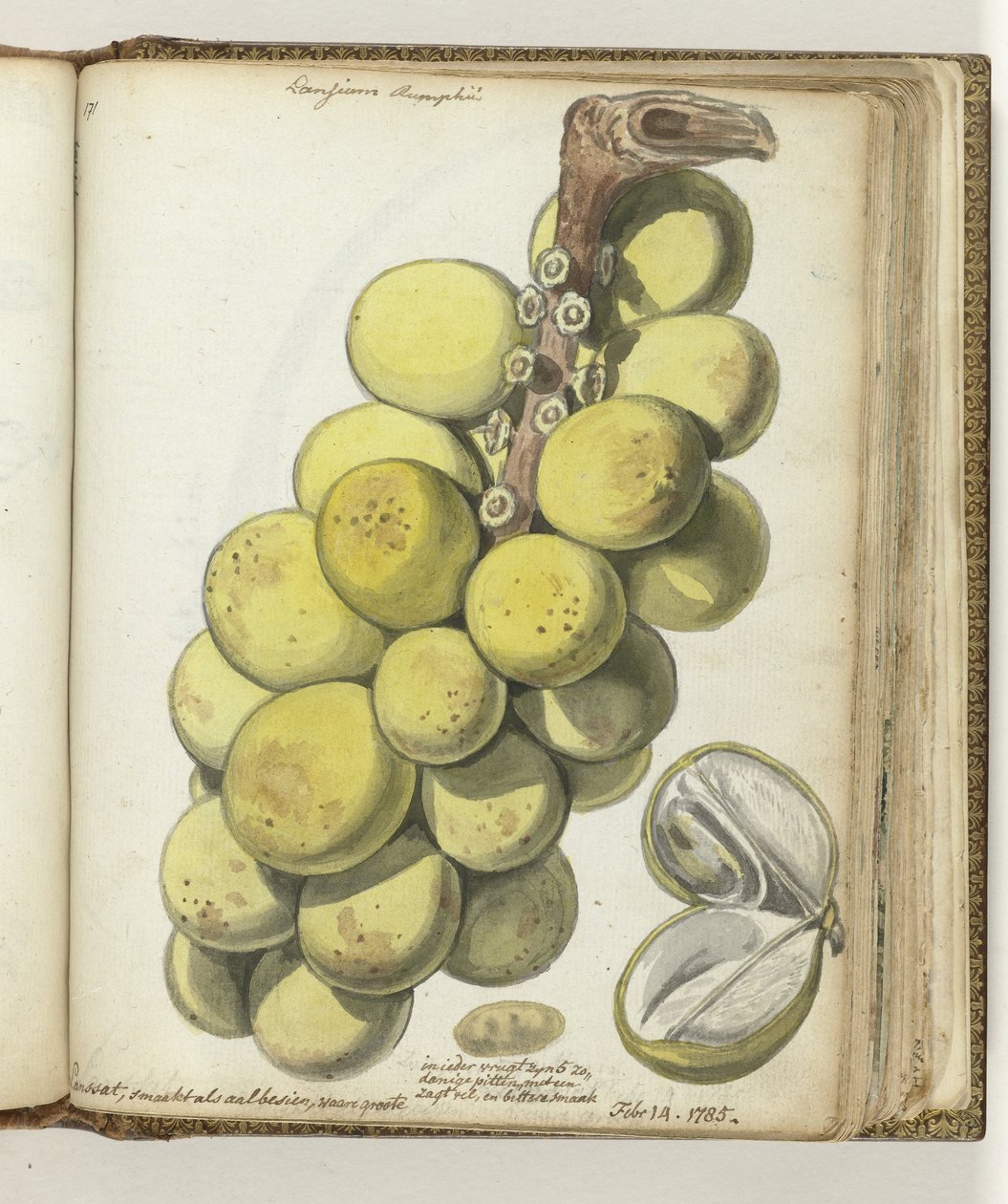 Lanssat, an East Indian Fruit by Jan Brandes