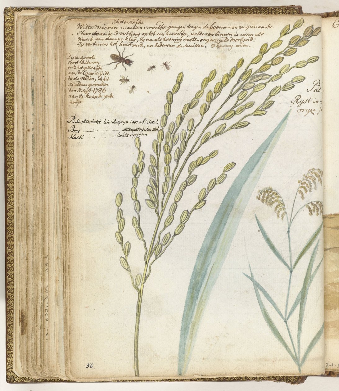 Ants and Rice by Jan Brandes