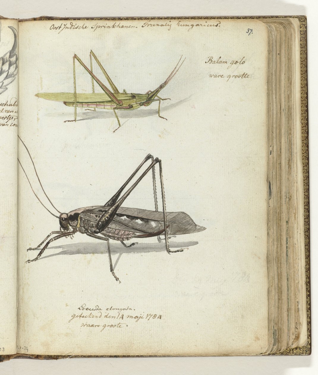 East Indian Locusts by Jan Brandes