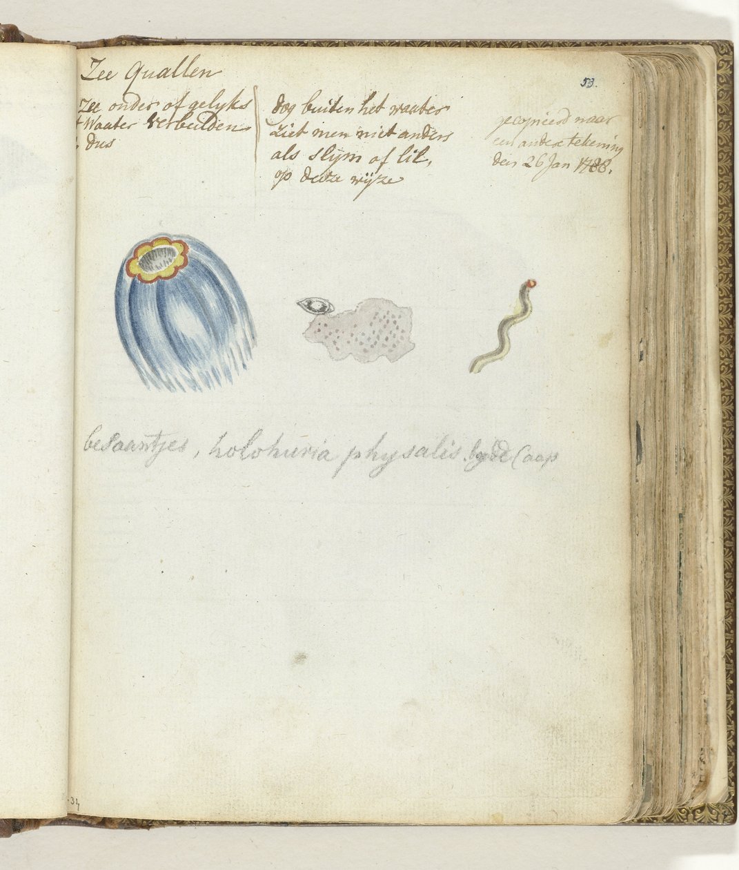 Jellyfish by Jan Brandes