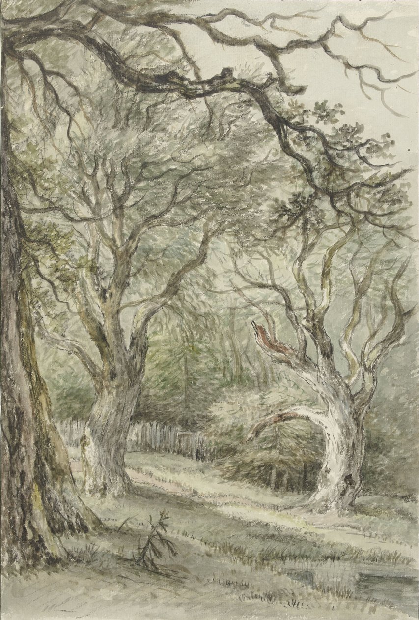 Forest View by Jan Hulswit