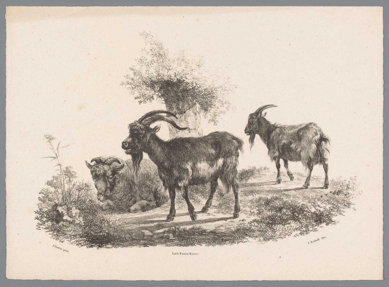 Two Goats and a Sheep by a Tree (Animal Studies by J. Kobell after Paul Potter No. 1 series) by Jan Kobell (III)