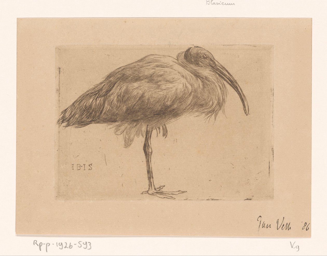 Ibis by Jan Veth (signed by artist)
