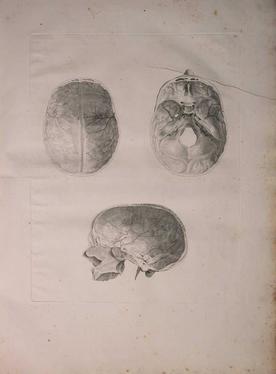 Albinus II, Pl. III, Cranial bone, illustration from 