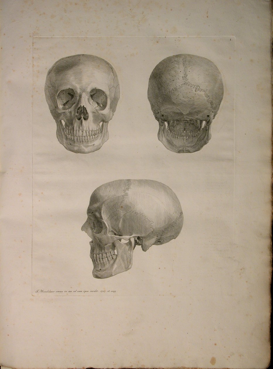Albinus II, Pl. I, Illustration from 