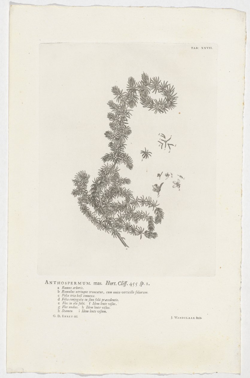 Anthospermum aethiopicum by Jan Wandelaar